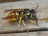 Vespula germanica